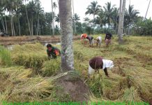 Beginilah Peran Nyata Babinsa Pinolosian Mendampingi Petani