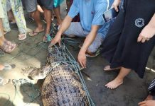 Warga Iyok Tangkap Seekor Buaya