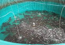 Warga Kembangkan Budidaya Ikan Lele