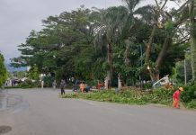 4 Pohon di Kotamobagu Dipangkas Dinas PRKP Kotamobagu Pangkas Pohon Rawan Tumbang
