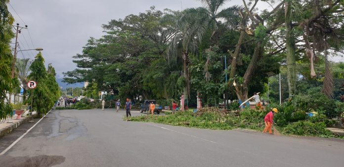 Dinas PRKP Kotamobagu Pangkas Pohon Rawan Tumbang
