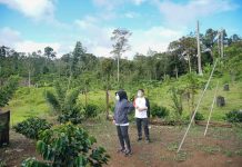Gandeng Mekal, Walikota Tinjau Perkebunan Kopi Mobalang Walikota Tatong Bara