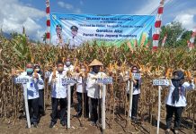 Periode September, Produksi Jagung Capai Ribuan Ton Walikota Tatong Bara