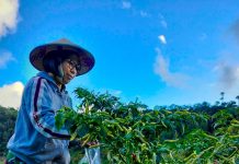 Melihat Aktivitas Akhir Pekan Bupati Yasti di Kebun Sayur Bupati Bolmong Yasti Soepredjo Mokoagow