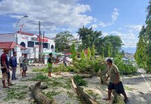 DLH Tebang Pohon Peneduh Jalan Ahmad Yani dan Cendana Pohon Trembesi