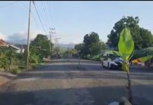 Warga Kelurahan Upai Mengamuk, Jalan A.P Mokoginta Ditanami Pohon Pisang dan Pepaya Pohon Pisang dan Pohon Pepaya