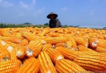Tingkatkan Panen Jagung, Pemkab Boltim Usulkan Bibit di Kementerian Pertanian Panen Jagung