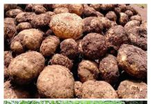 Investor Siapkan Dana untuk Pembudidayaan Porang di Boltim, Begini Penjelasannya