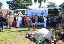 Pj Wali Kota Tinjau Penyembelihan Hewan Qurban