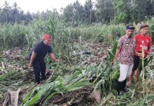 Banjir Dumoga Bersatu, Sektor Pertanian Terancam Gagal Panen Sektor Pertanian