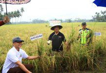 Pj Wali Kota Panen Padi Sekaligus Serahkan Bantuan Pertanian