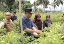 Pj Wali Kota Pantau Ketersediaan Pangan, Abdullah: Menunjang Program Presiden