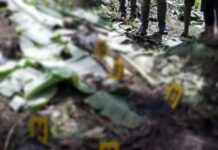 Kerangka Manusia di Perkebunan Desa Bilalang I, Ini Kronologinya